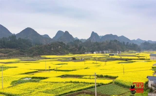  油菜花：一不小心，贵州黄平把春天打翻了