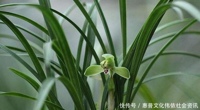 【生长期】兰花生长期停滞,或者生长缓慢,如何处理