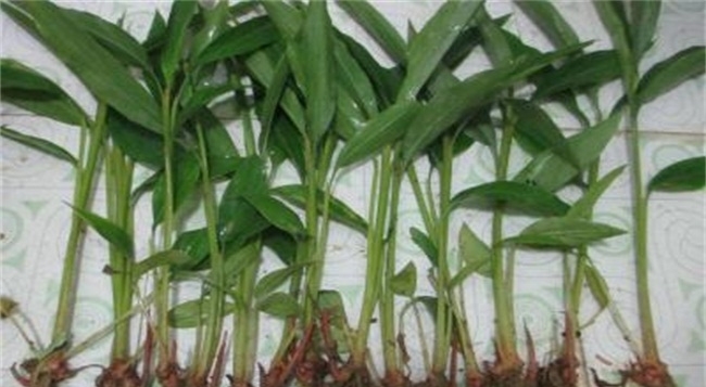 老农民在农村种植致富1年挣40万，2种方式赚大钱！