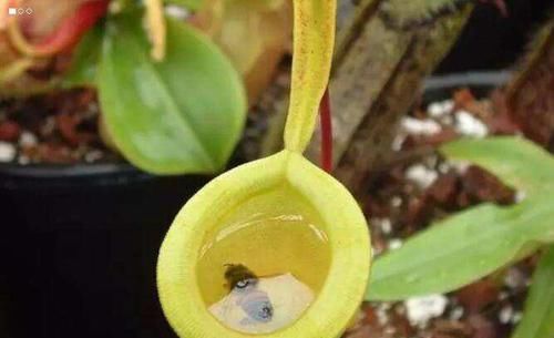 猪笼草■猪笼草能扑捉蚊虫，它是植物还是动物，猪笼草如何养护？