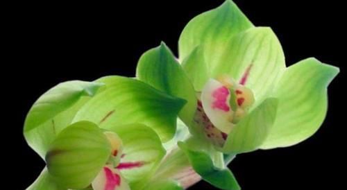  「养兰」喜欢养兰，就养兰中绝品绿云梅，色绿香浓，独特新颖，变幻莫测