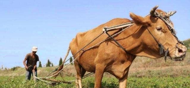 俗语“正月的猪，五月的牛”，啥意思老祖宗为何这么说