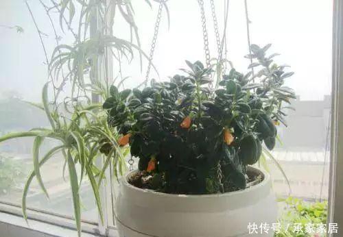 树上|长在树上的金鱼,你们见过吗?可比水里的金鱼好养多了!