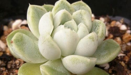  『顽强』常年青蓝色的多肉植物，厚叶月影，耐干旱，很久不浇水也顽强生长