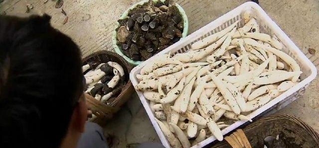 村民养殖这个稀罕物 一斤卖1万元 年入300万