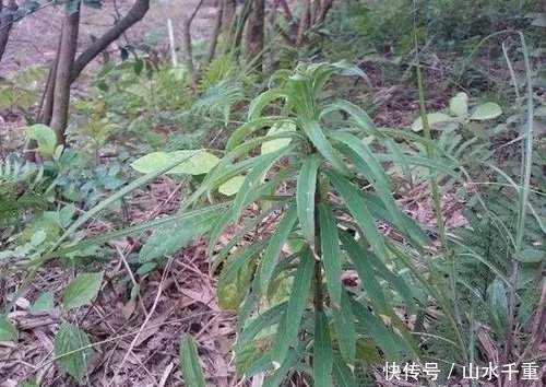  「稀罕」农村一种野菜，30年前天天吃，满山没人要，如今25元一