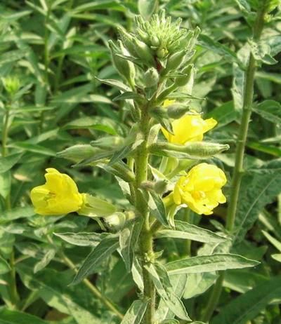  直射光|养花光照很重要，直射光、散射光有何区别？该怎么利用？