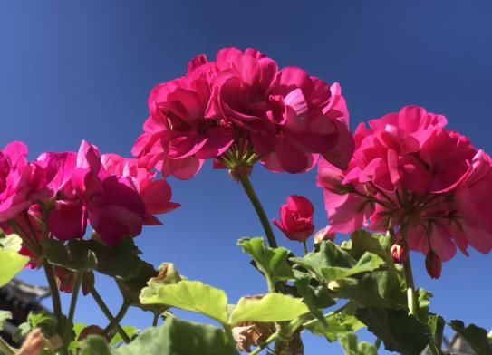  【春天】春天养这花，扦插一定要趁早，晚了活不过夏天