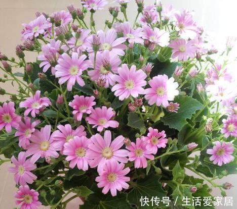  『养花』3月4月，养花就养这“4种”，打理好了开花一茬茬，简直美呆了