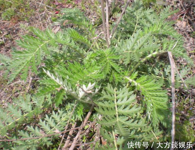 农村地里的“变色龙”，被村民当成无用杂草，现在卖90一斤