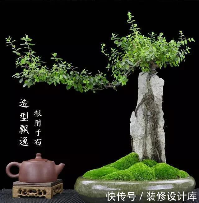 要根据不同|树桩盆景种植时培养土有什么要求?如何配制的培养土?