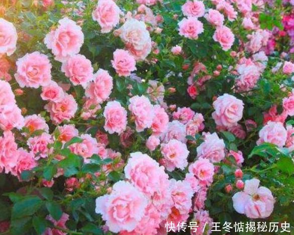 『养花』4种花是“开花机器”,全年开花不断,养花首选,1盆能开100朵花