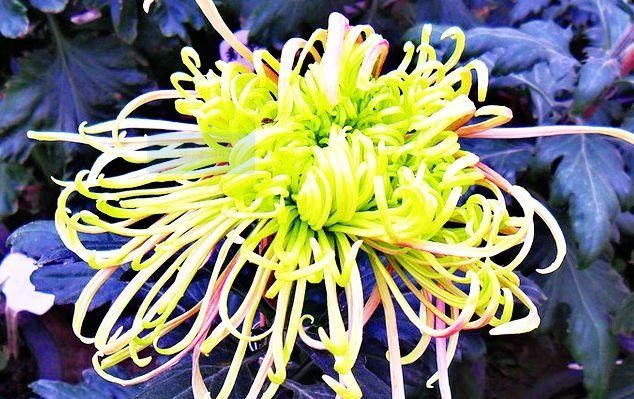  看起来：如果你喜欢赏花，你可以养一盆桃花柳绿的《珍稀名菊》，看起来像阳光灿烂