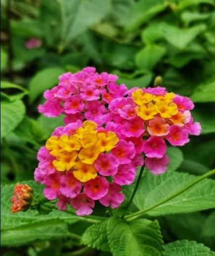 『误食』爱上养花，不如养盆五色梅，一株多色好漂亮，清热解毒功效强误食