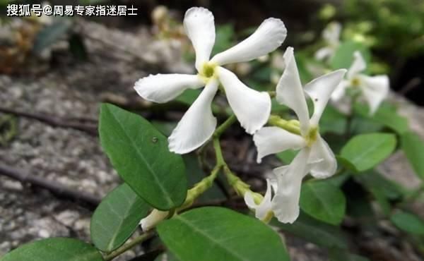  生肖属鼠人■十二生肖日运算命：2022年1月1日运气