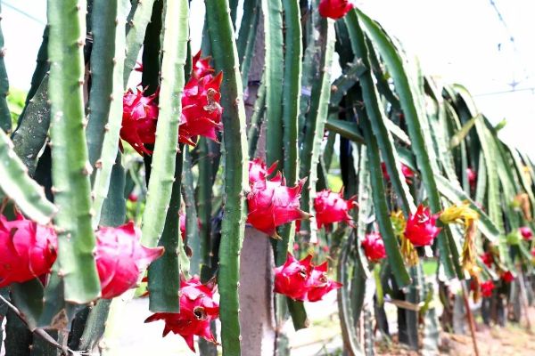 采摘火龙果 倡导文明游