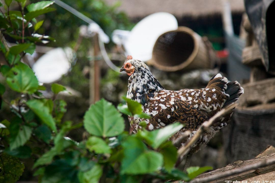 中国最后一个原始部落在云南，仅存不到300户人家