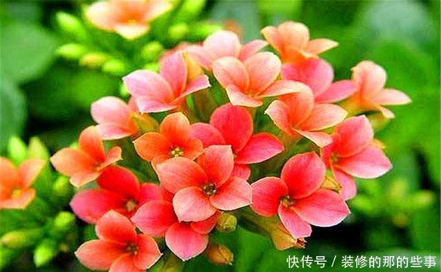 长得非常|家庭养花就选这5种,招财旺人还好养,净化空气,美好心情