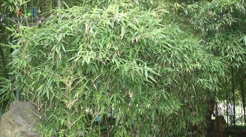 『有凉』茅根草,有凉血,止血,清热,利尿的功效。