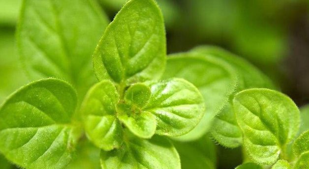  天亮@蚊子“惹不起”的4种花,家里养一盆,蚊香不用买,一觉睡到天亮