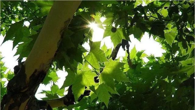  「家门口」门前栽树有门道？这5种树能“镇宅”，这3种不能栽，