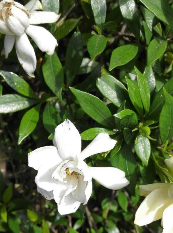  很浓■小叶栀子花四季开花，香味很浓！小叶栀子怎么养？