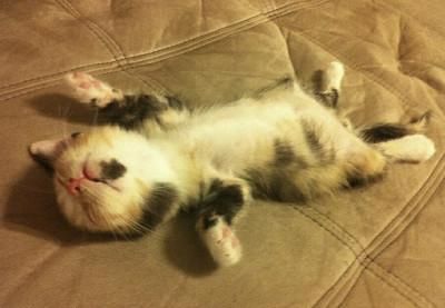  【睡姿】本以为只有小奶猫的睡姿怪，没想到大猫的睡姿更奇怪