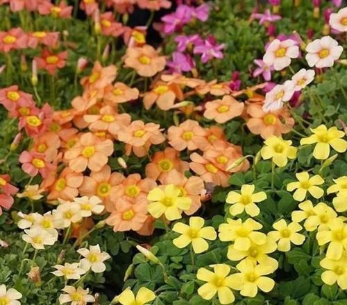  风雨兰■4种花养家里，沾土就活，开花多、花期长，懒人新手都能养好！