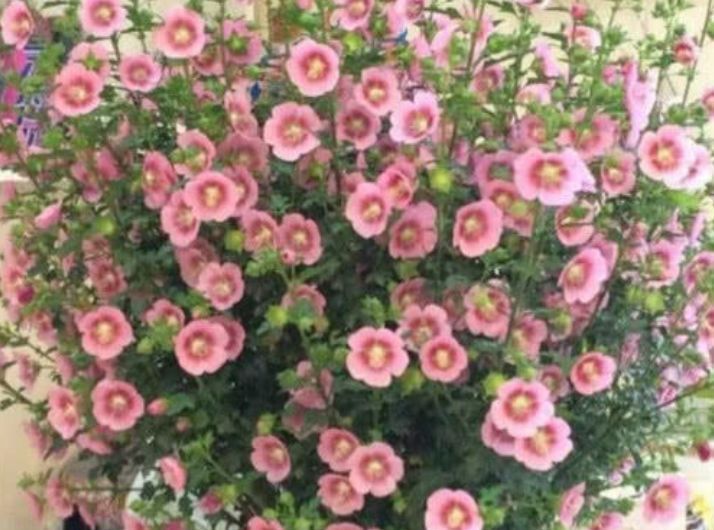 【花开】花开的三种花,开花,一次,开花,一年不停,谁养的
