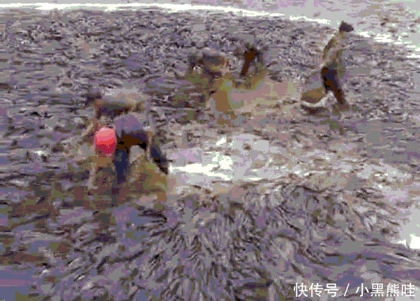 实拍农村几年没干过的池塘抽完水后, 密密麻麻全是鱼村民用麻袋装