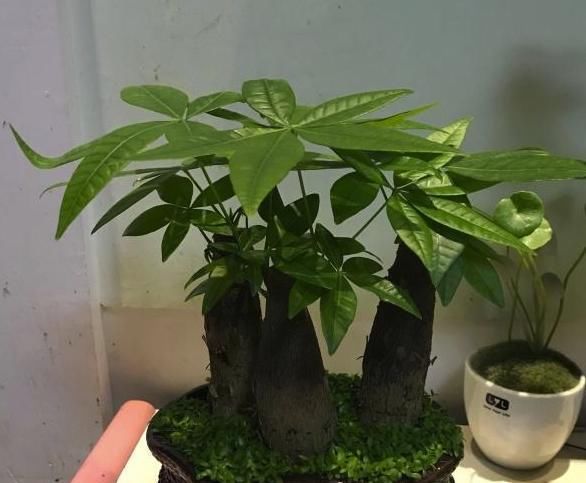  放到阴凉通风■花卉烂根不用慌，按照方法处理，快速长出新根