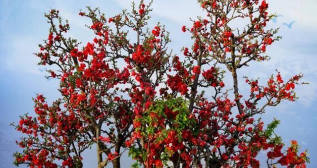  『花开』海棠花在室内开，注意这些养护知识，花开又大又艳丽！