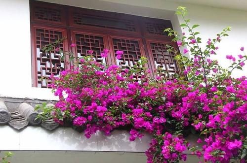  『花团锦簇』1种花树，越养越贵，花团锦簇，几年长成老桩树，给多少钱都不卖