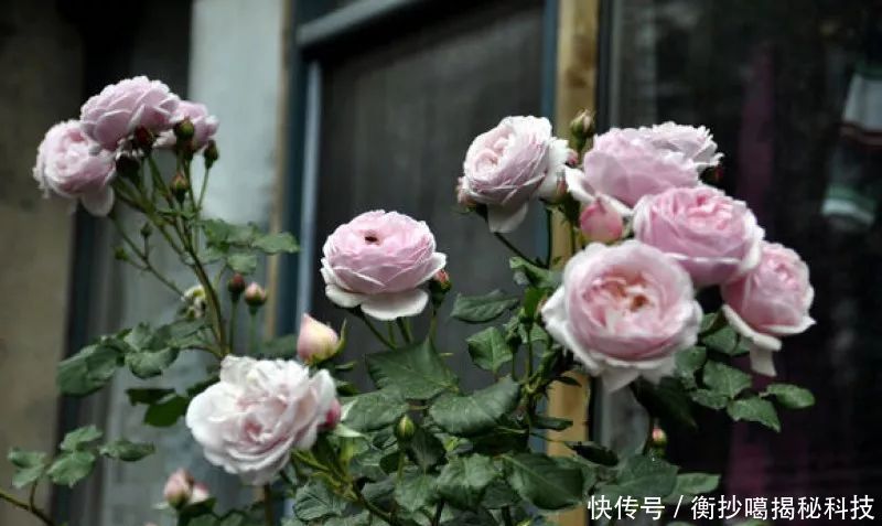 小妙■养花小妙招,花开爆满盆