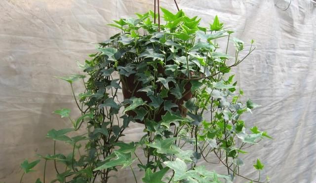  光照@这几种植物，养护较为简单，超适合新手养！