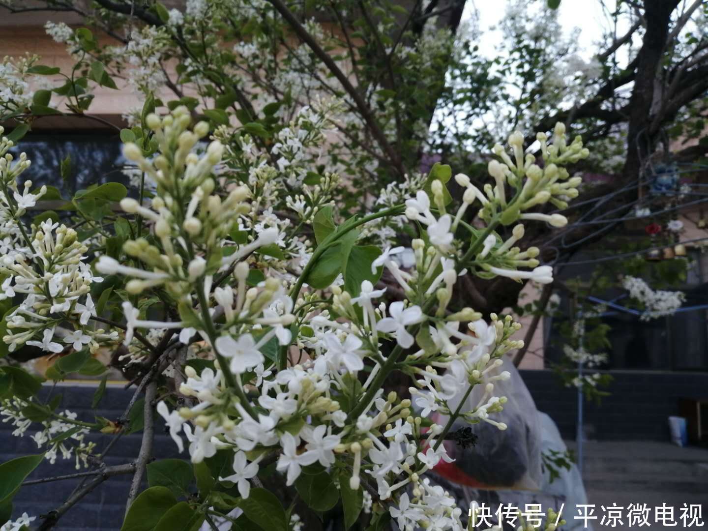 【春天】甘肃平凉老宅院内白丁香花又开了