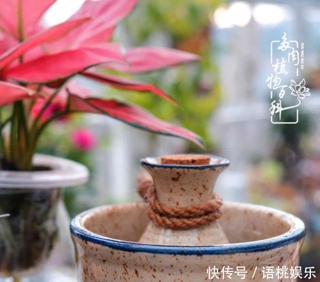  #喜欢#一粥一饭填饱肚子，一屋一花神仙日子！生命不止，玩趣不停！