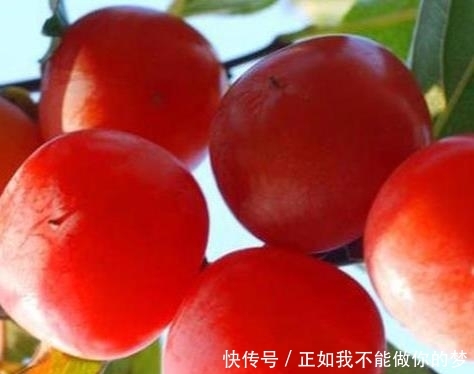 #果子#庭院种此“果树”,插土就能活,果子摘不完,味道甜如蜂蜜
