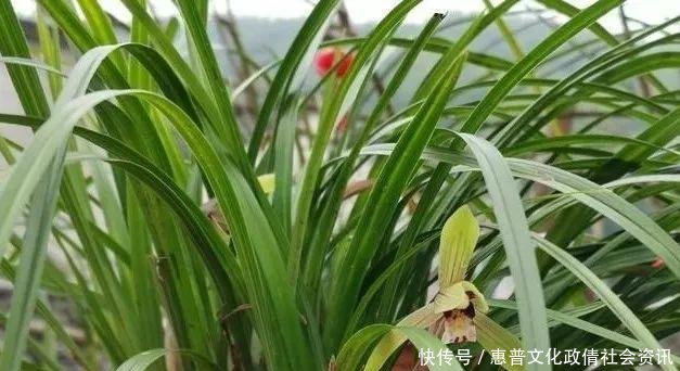  好摄农夫：这两种植物和兰花最容易混淆，简单的2点，就可以区分清楚