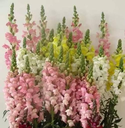  『代表着』花友选出了自己认为最美的50种花