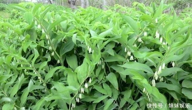  赚了钱@农村这种野草是很好的补品，适合长期食用，有人靠着种植