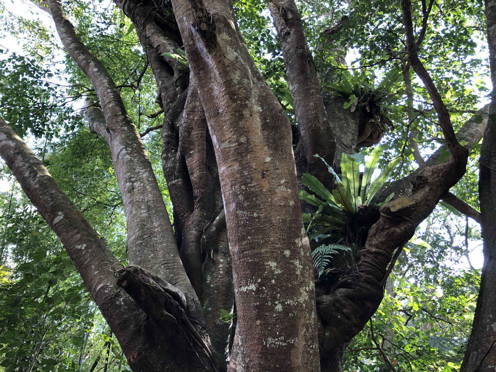 海南岛五指山区热带雨林“空中花篮”