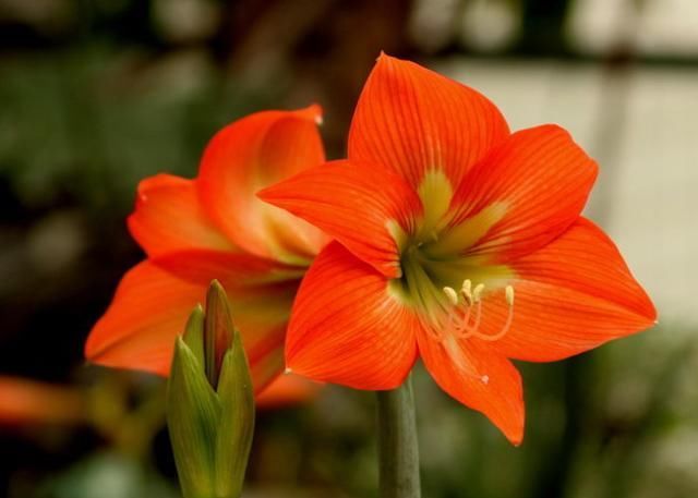  【朱顶红】阳台种上5种花，花开不断，一年四季有花赏！