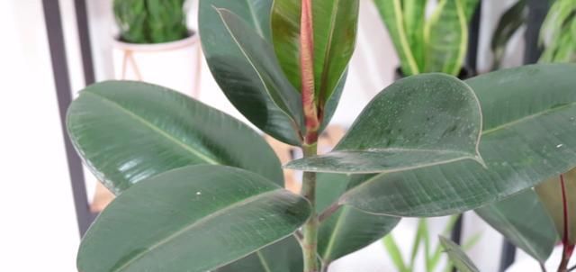 好看|养橡皮树,做好这几点养护,恢复长势树形更加好看