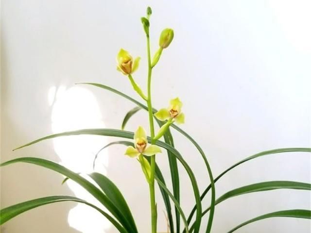  「烂根」养兰花，浇水时有3大误区，不要碰，不然烂根又烂叶