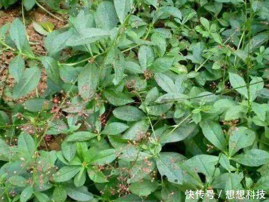 农村的土人参，曾是房屋边的杂草，嫩叶是上好野菜，根部价值更高