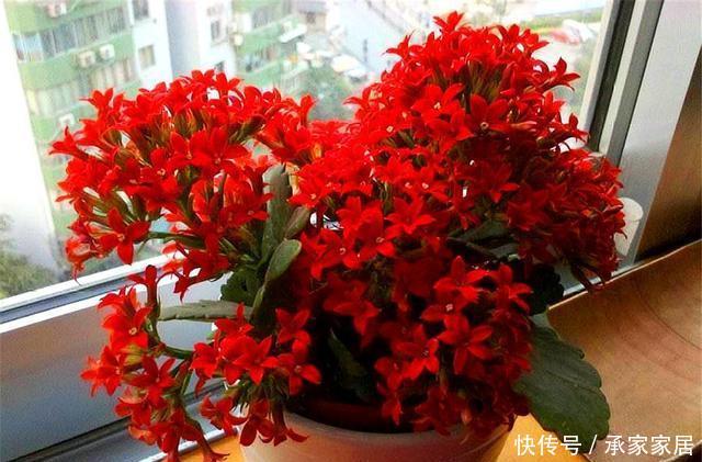 『延长』长寿花有“4怕”,难怪只长叶子不开花,学会了花期延长开花多