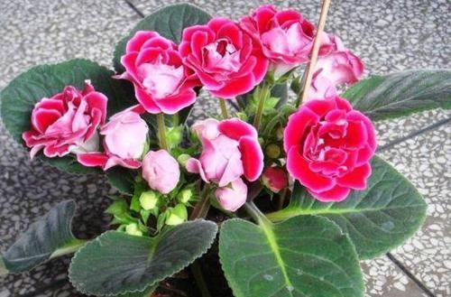  「难看」“3种花”就怕晒太阳，再喜欢也别晒，否则黄叶不断，越养越难看