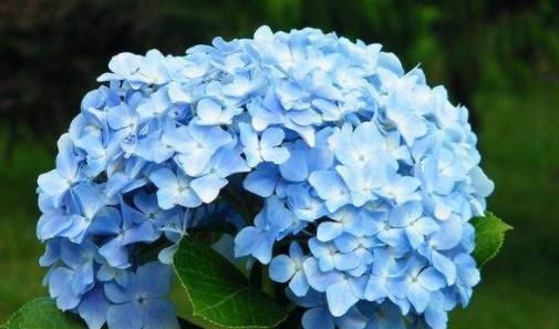 养花:喜欢养花,不如养这几款,嫩竹玉笋,似娇嫩欲滴,花姿卓越