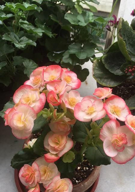 海棠:夏天如何养好丽格海棠?教你几招,可使安全度夏,花开不停
